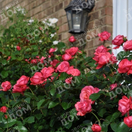 Роза плетистая Rosanna (Kordes) в садовом центре Зеленый дом