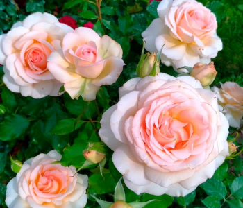 Роза чайно-гибридная Chandos Beauty
