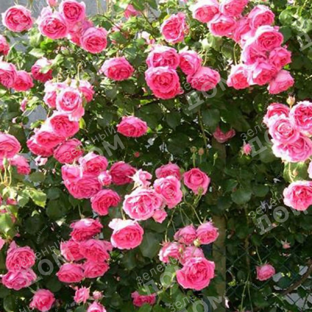 Роза плетистая Pink Cloud в садовом центре Зеленый дом