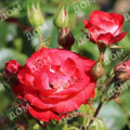 Роза флорибунда Planten un Blomen (Kordes)