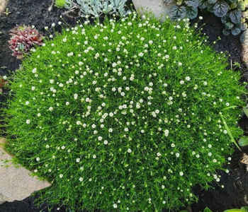 Мшанка шиловидная Green Moss