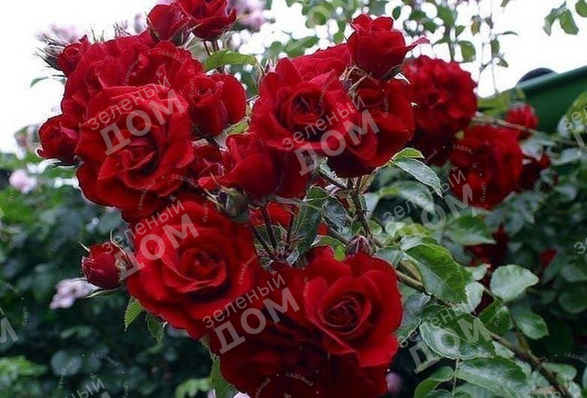 Роза плетистая Sympathie (Kordes), саженцы