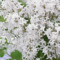Сирень Мейера Flowerfest White