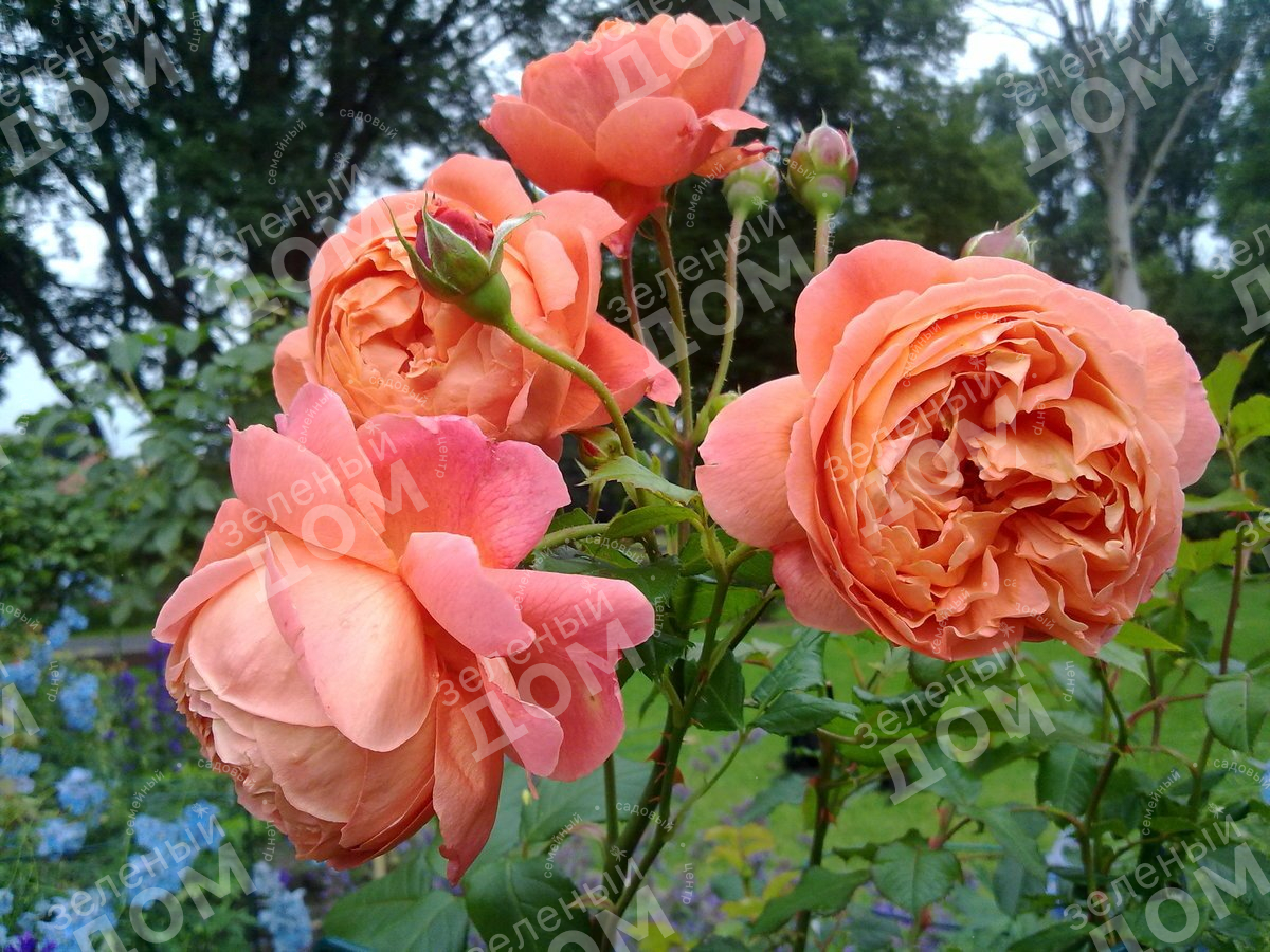 Роза английская Summer Song в садовом центре Зеленый дом
