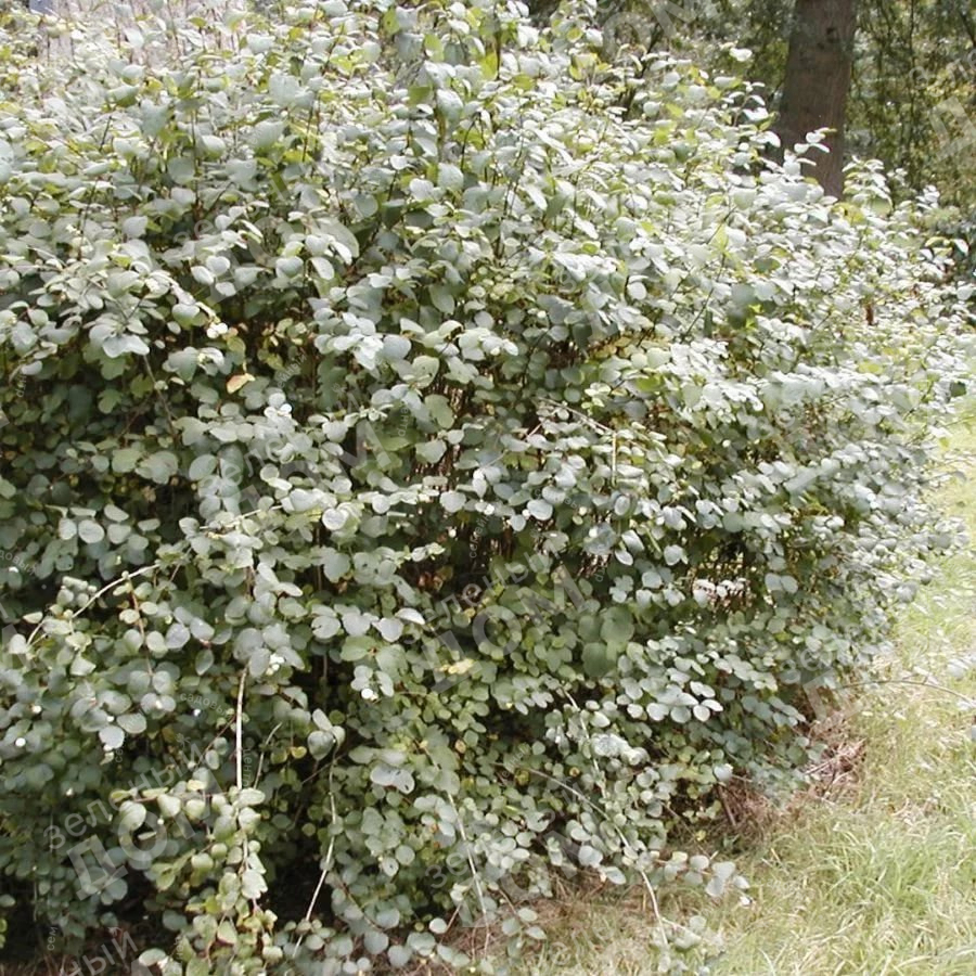 Снежноягодник Доренбоза White Hedge