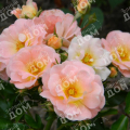 Роза почвопокровная Peach Drift (Meilland)