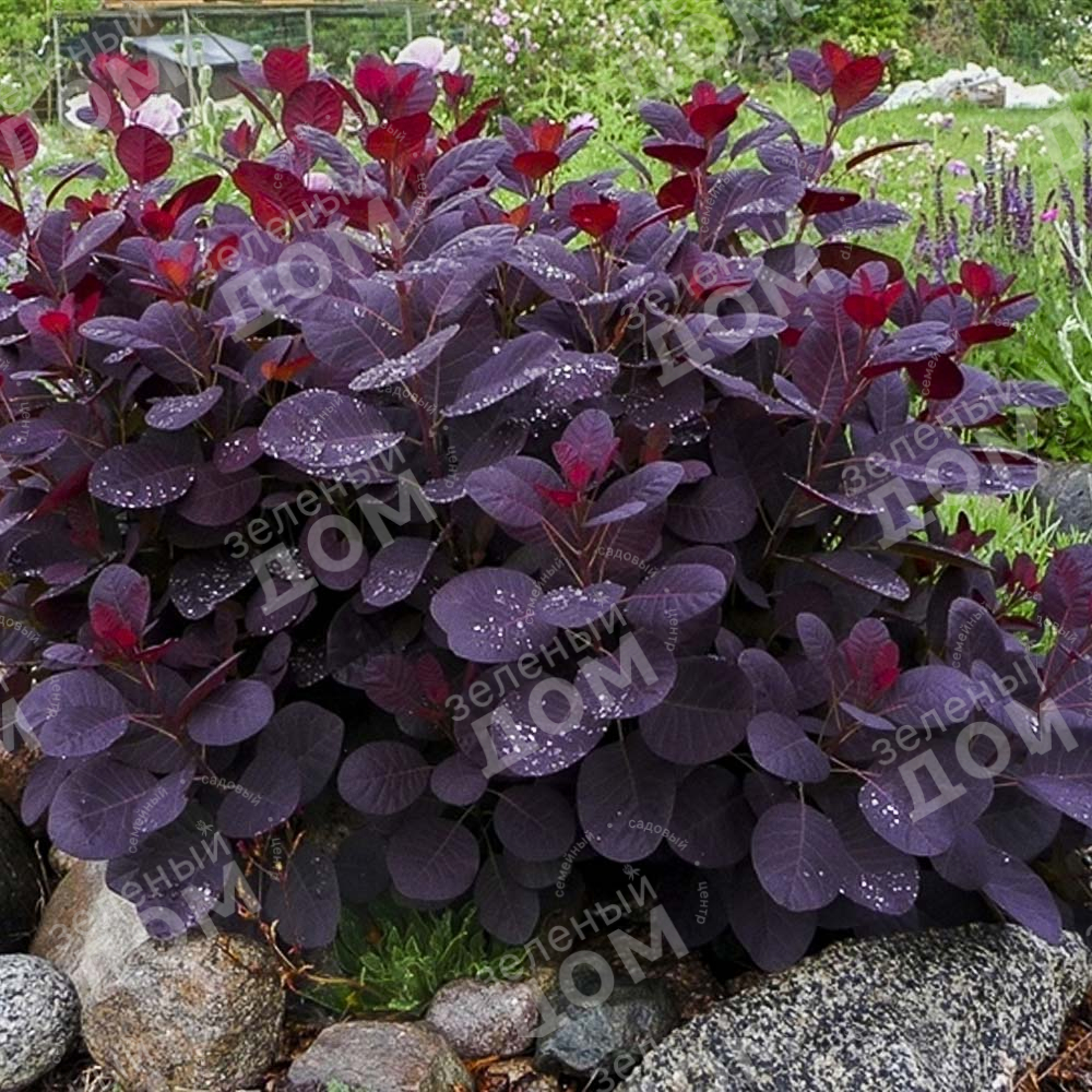 Скумпия кожевенная Royal Purple в питомнике растений Зеленый дом