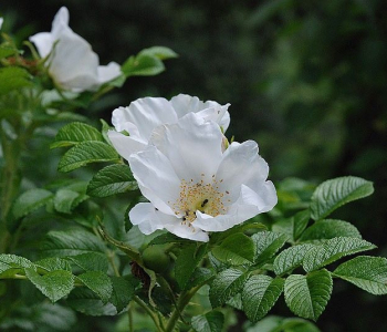 Роза морщинистая Alba