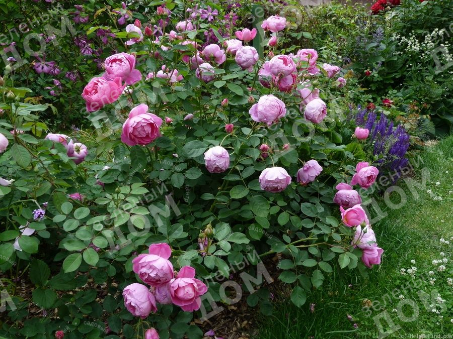 Роза английская Royal Jubilee в садовом центре Зеленый дом
