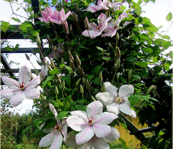Клематис крупноцветковый Jan Pawel