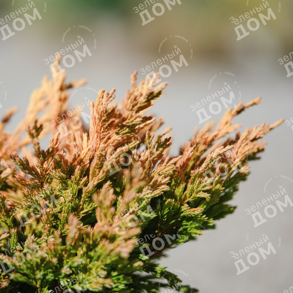 Можжевельник горизонтальный Limeglow в питомнике растений Зеленый дом