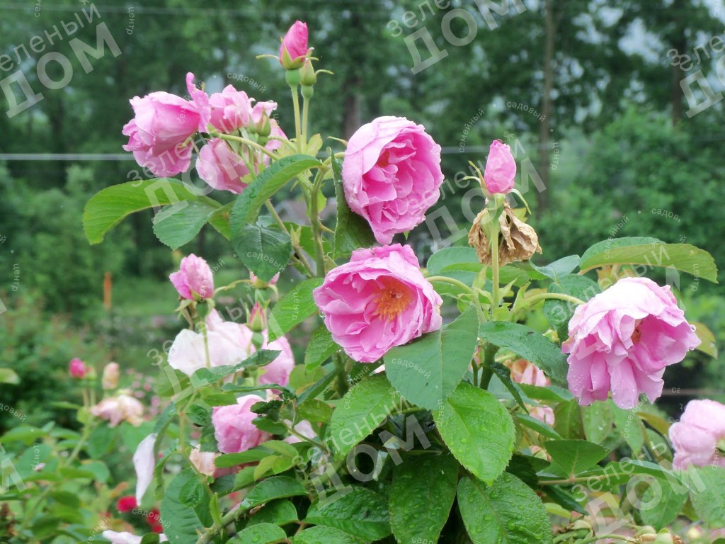 Роза морщинистая Pink Roadrunner, саженцы