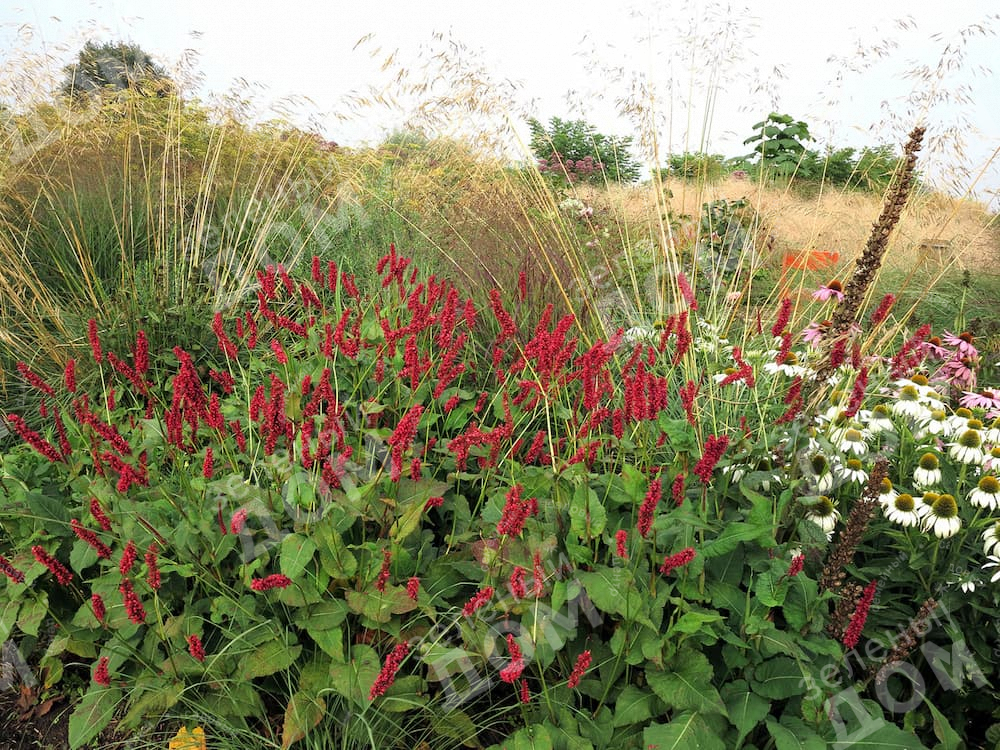 Горец свечевидный Dark Red в питомнике растений Зеленый дом