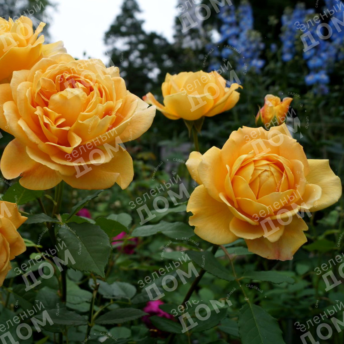 Роза английская Golden Celebration в питомнике растений Зеленый дом