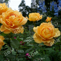 Роза английская Golden Celebration