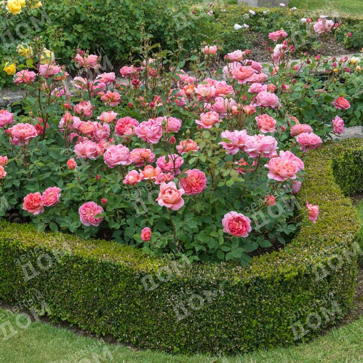 Роза английская Boscobel в питомнике растений Зеленый дом