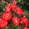 Роза флорибунда Planten un Blomen (Kordes)