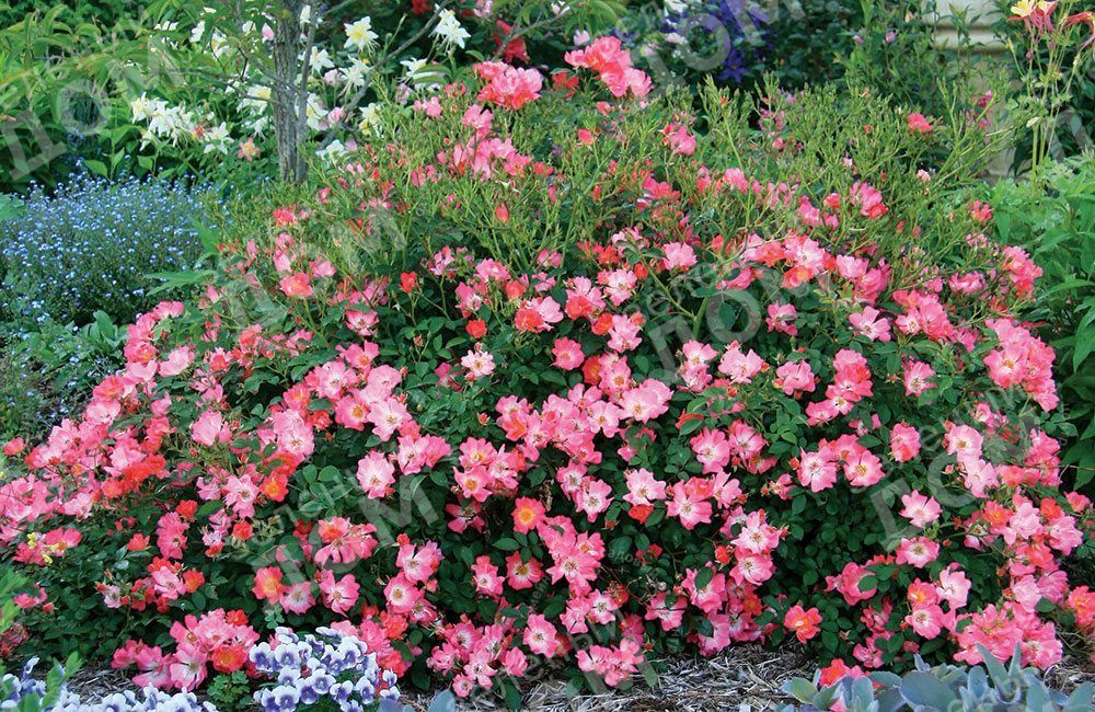 Роза почвопокровная Pink Drift (Meilland) в садовом центре Зеленый дом