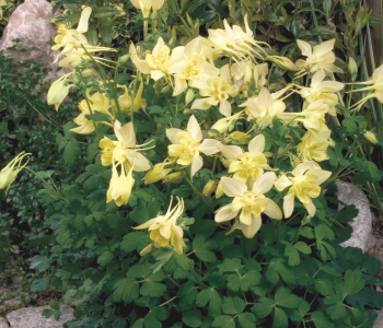 Аквилегия вееровидная Spring Magic Yellow