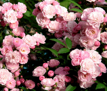 Роза кустовая Heavenly Pink