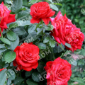 Роза чайно-гибридная Grand Amore (Kordes)
