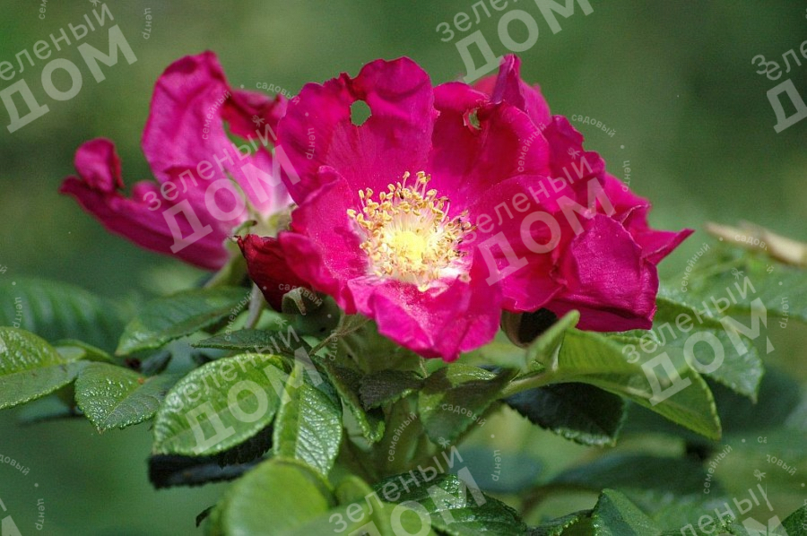 Роза морщинистая Rubra в садовом центре Зеленый дом