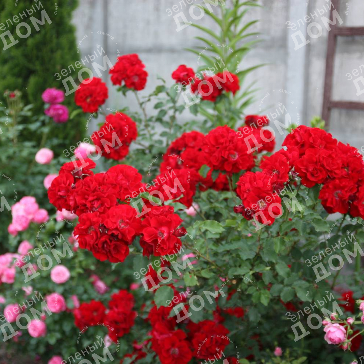 Роза кустовая Roter Korsar (Kordes) в питомнике растений Зеленый дом