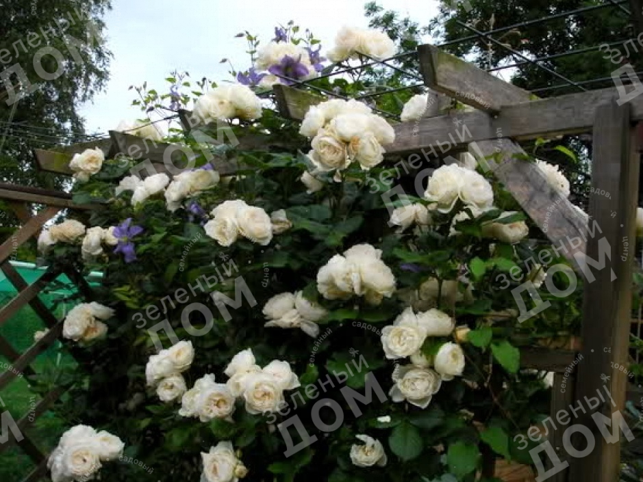 Роза плетистая Uetersener Klosterrose (TANTAU) в садовом центре Зеленый дом