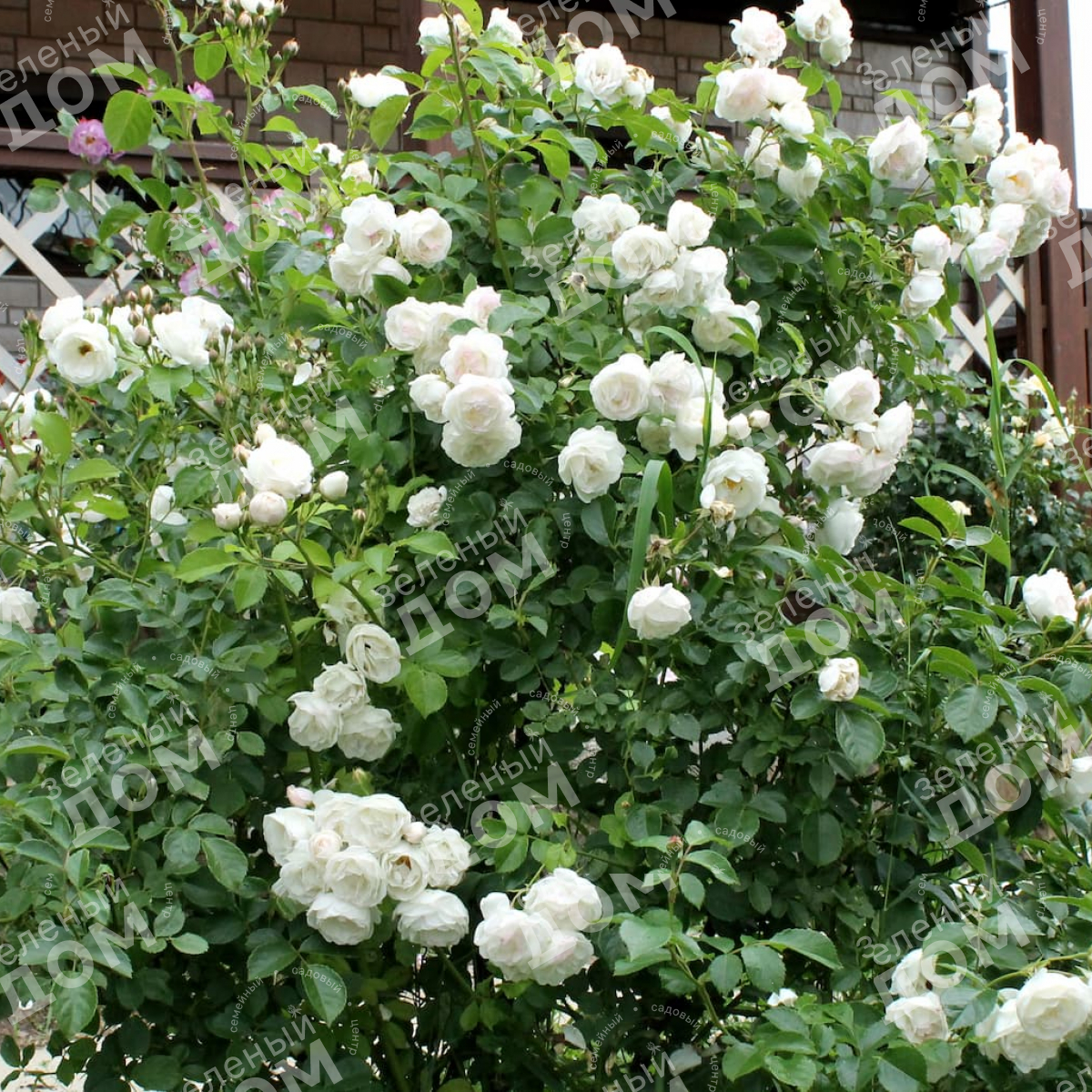 Роза плетистая Uetersener Klosterrose (TANTAU), саженцы