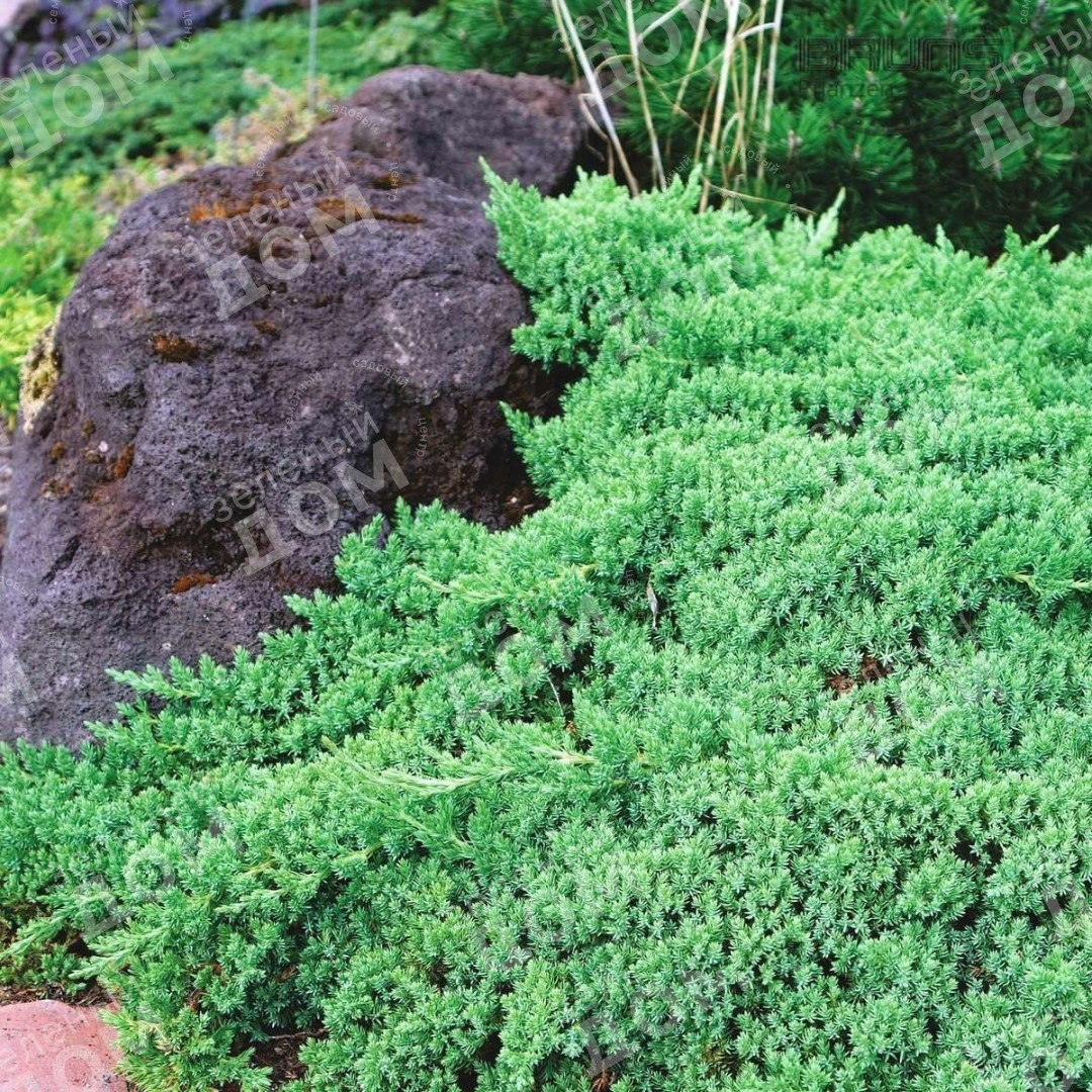 Можжевельник лежачий Nana в питомнике растений Зеленый дом