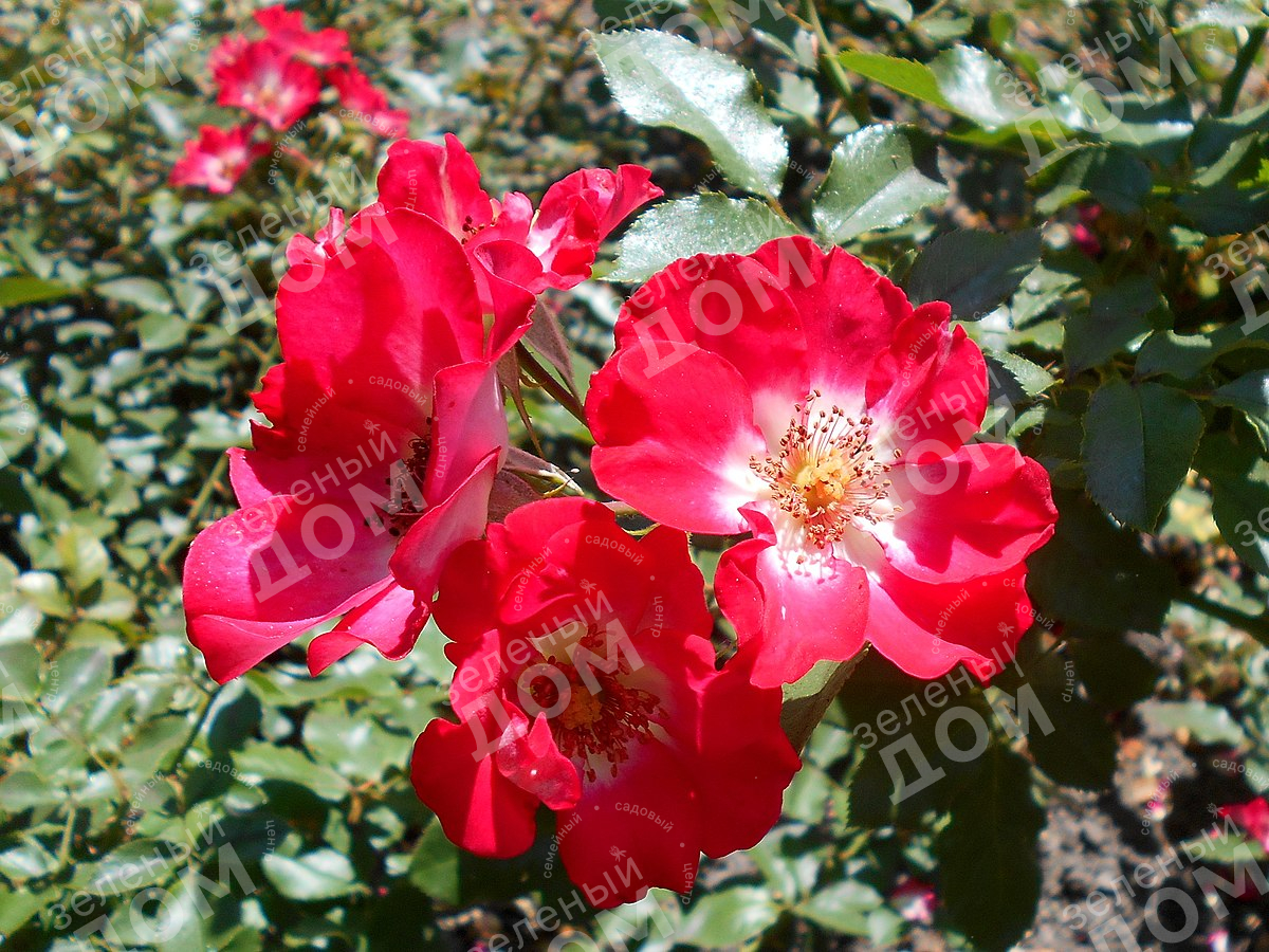 Роза ландшафтная Cherry Meidiland (Meilland) в садовом центре Зеленый дом