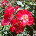 Роза ландшафтная Cherry Meidiland (Meilland)