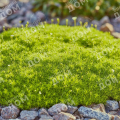 Мшанка шиловидная Lime Moss