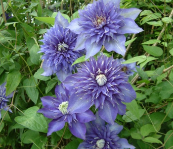 Клематис крупноцветковый Multi Blue