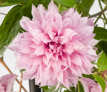 Клематис крупноцветковый Multi Pink