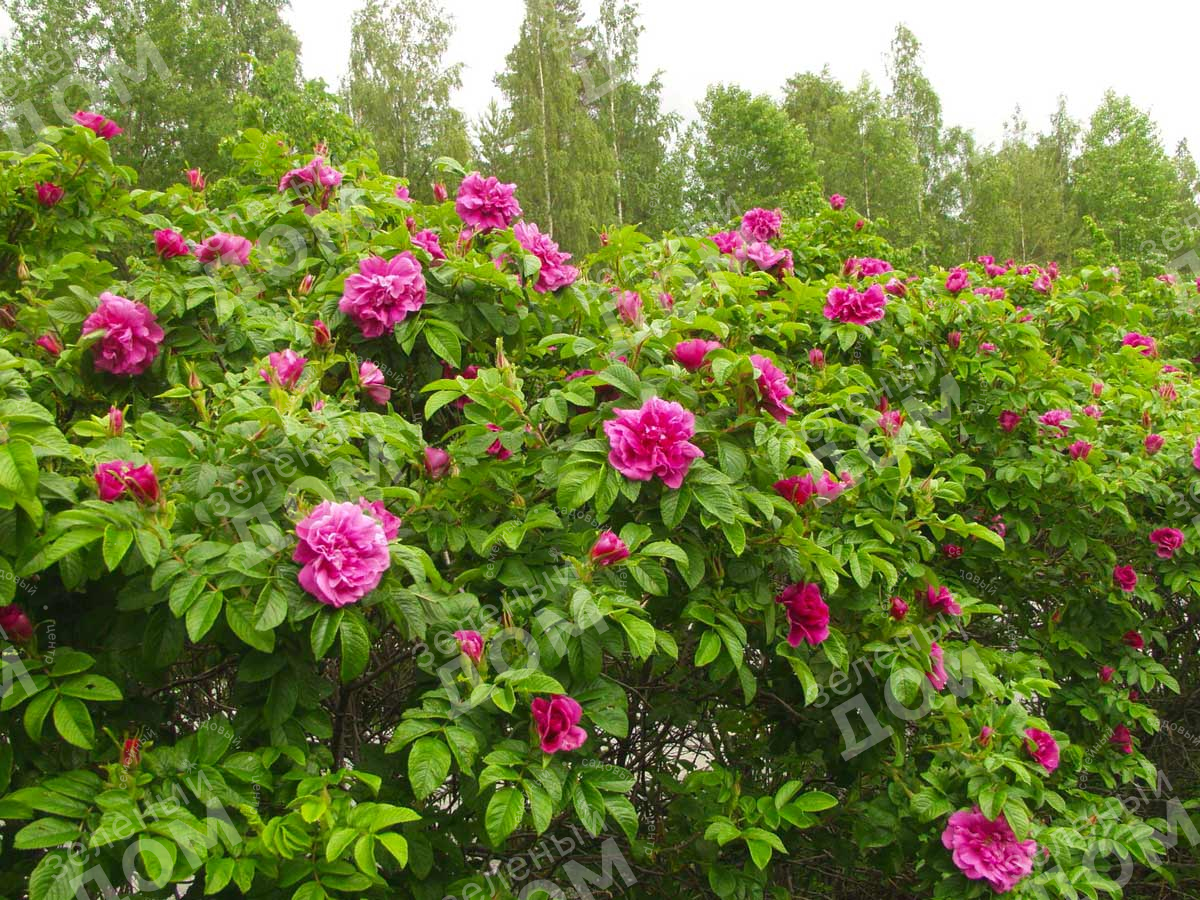 Роза морщинистая в садовом центре Зеленый дом