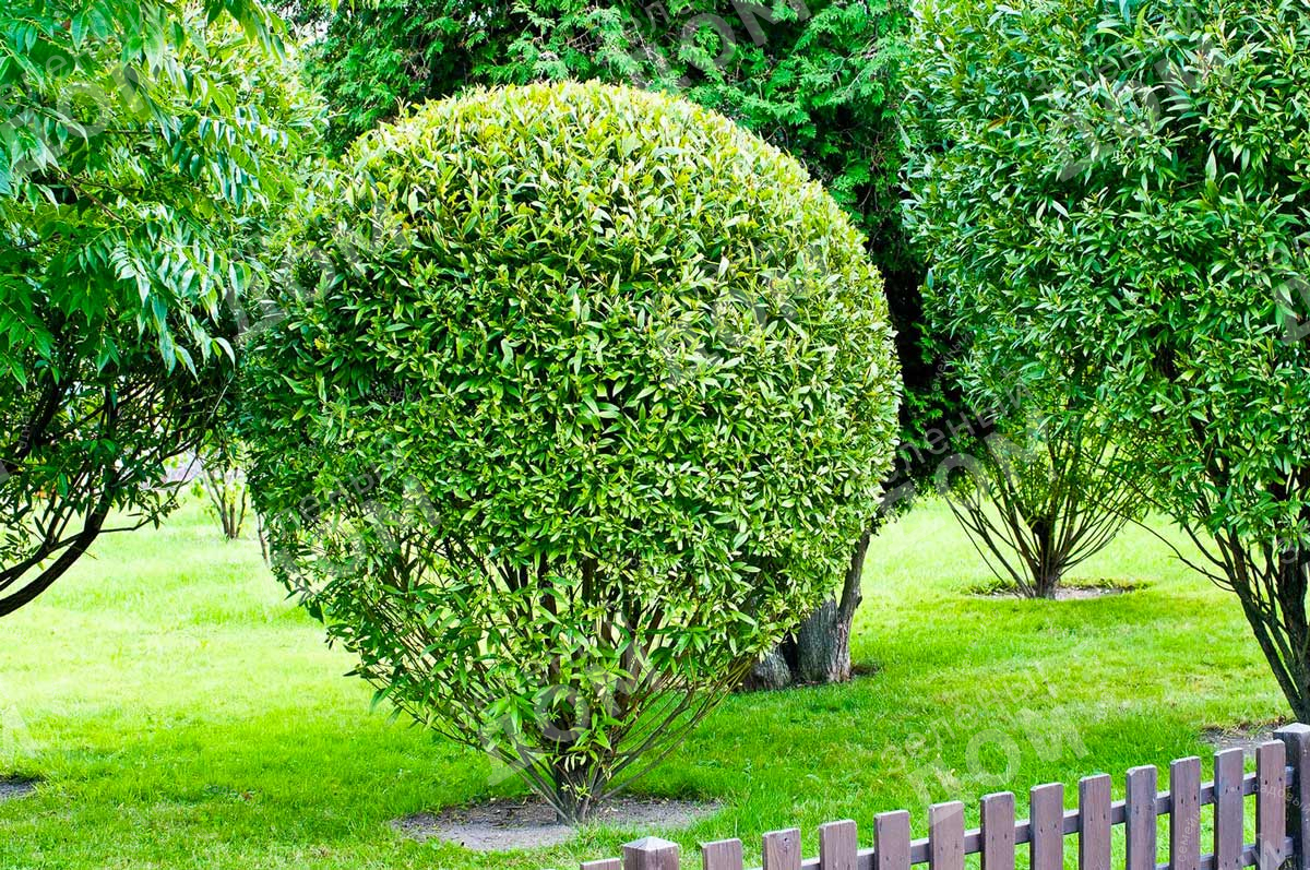Ива ломкая шаровидная в питомнике растений Зеленый дом