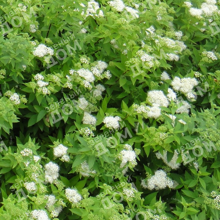 Спирея японская Albiflora в питомнике растений Зеленый дом