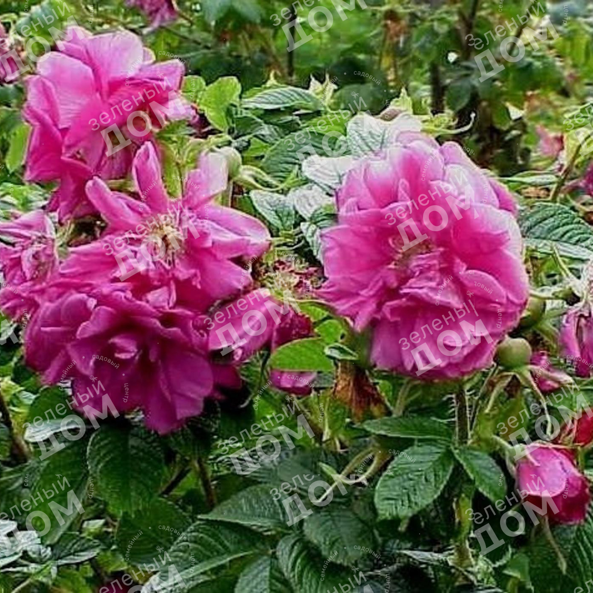Роза морщинистая Purple Roadrunner в питомнике растений Зеленый дом