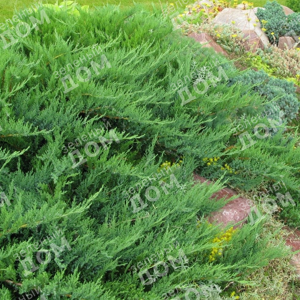 Можжевельник казацкий Tamariscifolia в питомнике растений Зеленый дом