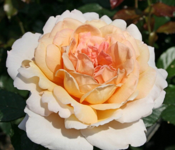 Роза чайно-гибридная Grossherzogin Luise