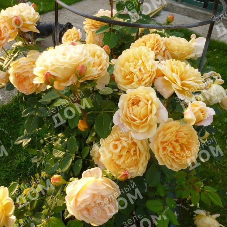 Роза английская Golden Celebration в садовом центре Зеленый дом