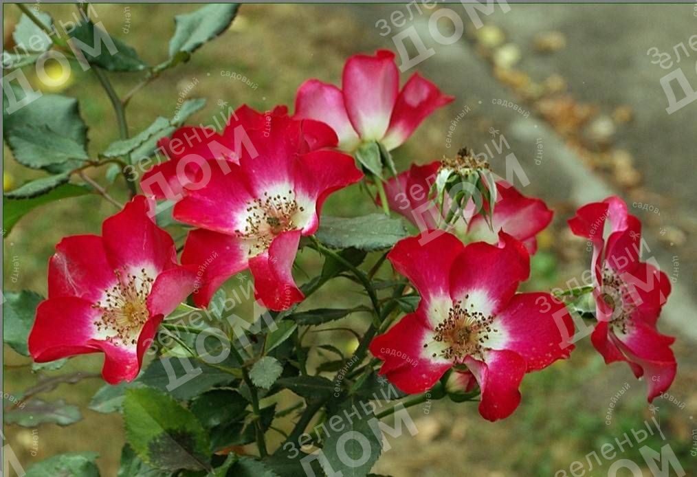 Роза ландшафтная Cherry Meidiland (Meilland), саженцы