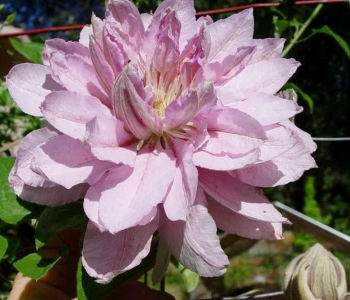 Клематис крупноцветковый Violet Elizabeth