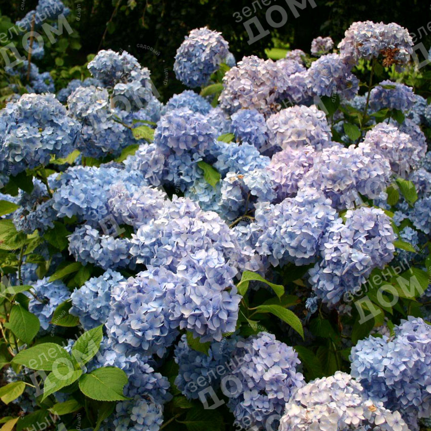 Гортензия крупнолистная Endless Summer Bloomstar blue в садовом центре Зеленый дом