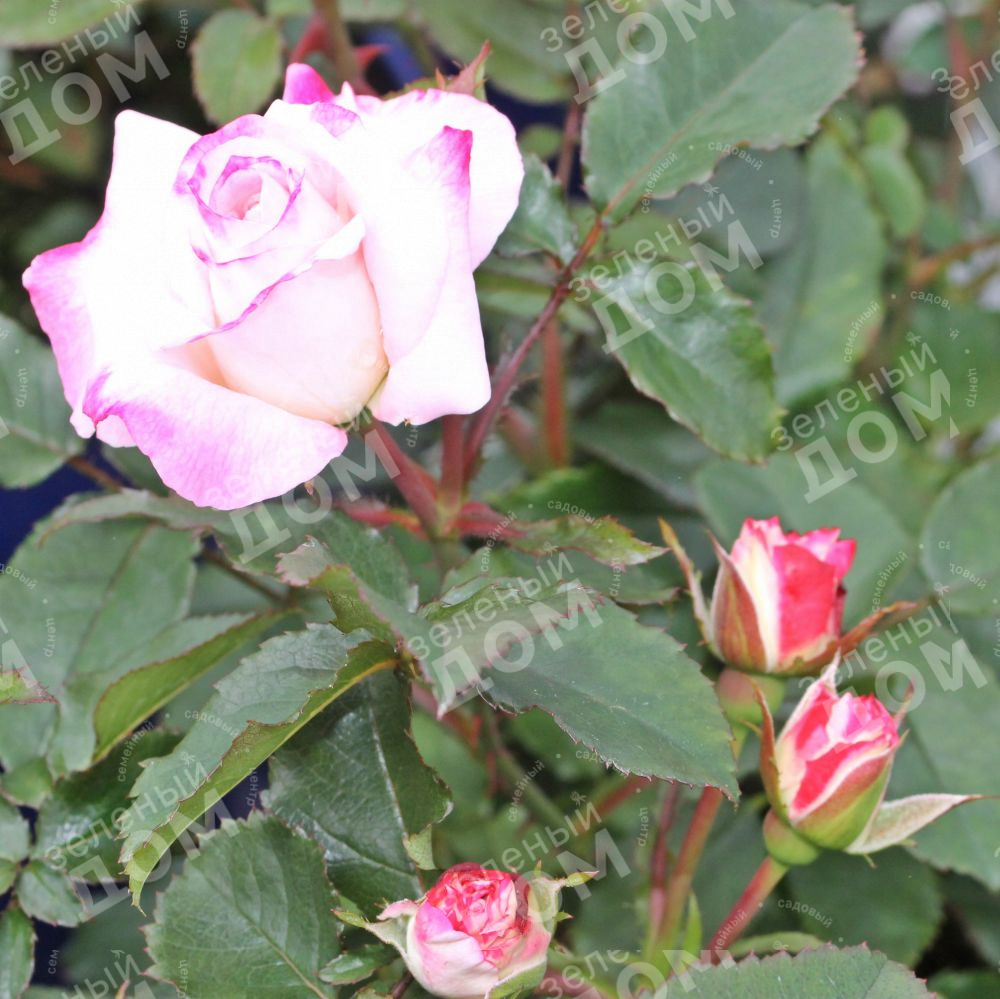 Роза флорибунда Abigaile (TANTAU), саженцы