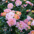 Роза почвопокровная Peach Drift (Meilland)