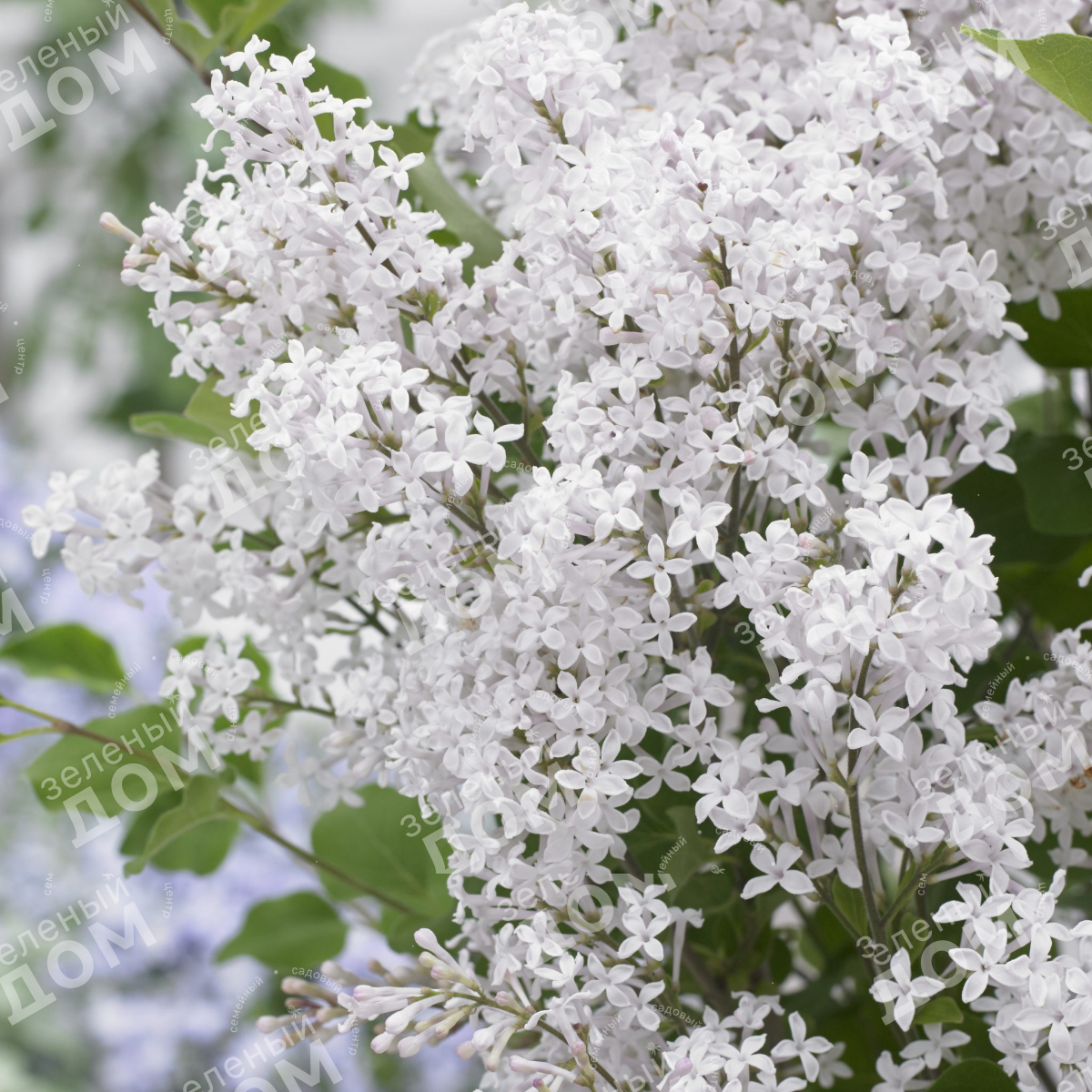 Сирень Мейера Flowerfest White в питомнике растений Зеленый дом