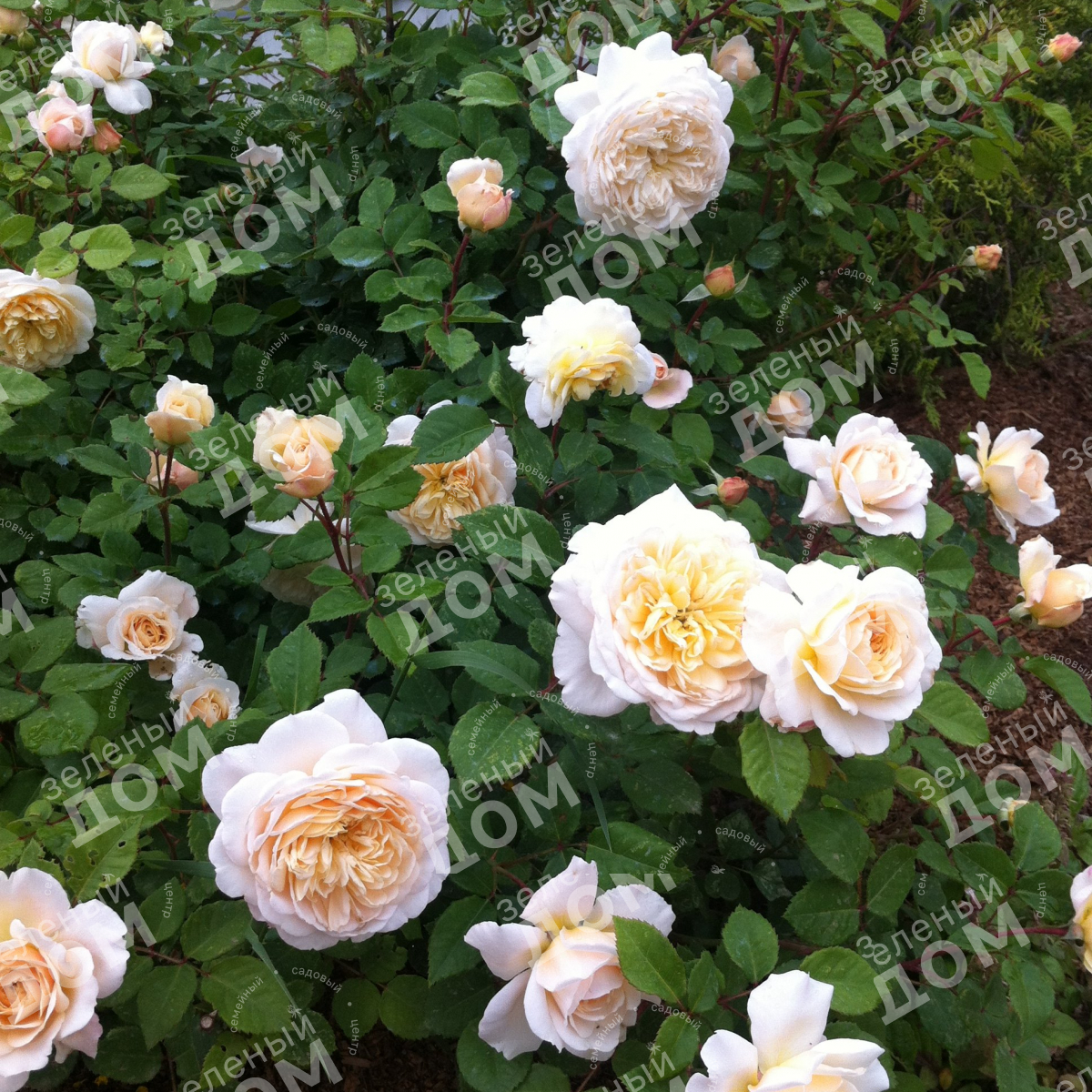Роза английская Crocus Rose в садовом центре Зеленый дом
