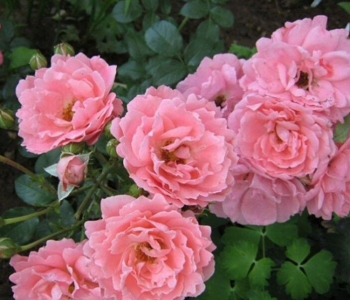Роза флорибунда Bluhwunder (Kordes)